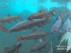 Sensasi Berenang dengan Ikan Dewa