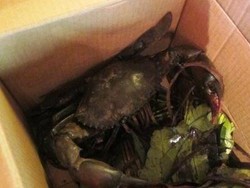 Sensasi Makan Capit Raksasa Si Kepiting Papua