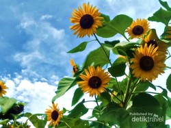 Seperti di Luar Negeri, Kebun Bunga Matahari di Kediri