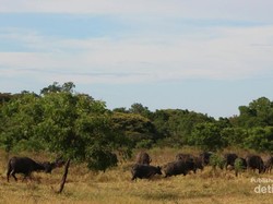 Serasa di Afrika, Tapi Ini di Baluran!
