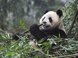 Seru! Siaran Langsung Lahiran Bayi Panda di Edinburgh