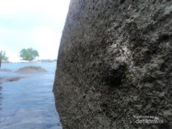 Serunya Berburu Teritip di Pulau Bangka