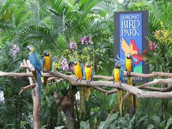 Serunya Berkunjung ke Jurong Bird Park, Singapura