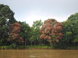 Serunya Bertualang Menjelajah Sungai Mahakam