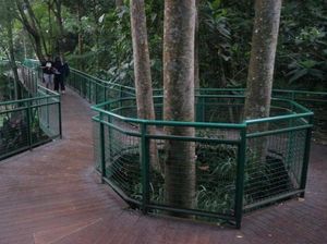 Serunya Forest Walk di Babakan Siliwangi Bandung