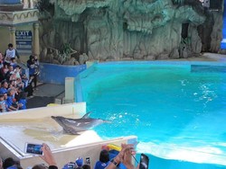 Serunya Liburan Weekend Bersama Lumba-lumba Pintar