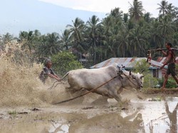 Serunya Nonton Pacu Jawi, Festival Balap Sapi Fenomenal di Sumbar