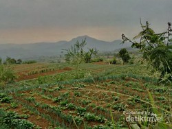 Setan Keder Gunung Gede, Bikin Pendaki Jadi Keder