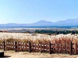 Si Gulma yang Menjelma Jadi Lokasi Syuting Drama Korea
