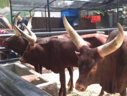 Si Tanduk Raksasa & Permainan Seru di Piknik detikTravel