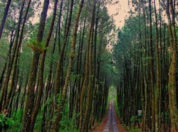 Siap-siap Terbuai Indahnya Hutan Pinus Kragilan
