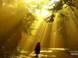 Siapa Sangka! Ada Hutan Sekeren Ini di Bogor