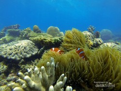 Siapa Sangka, Ada Tempat Snorkeling Keren di Kalsel!