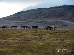 Siapa Sangka Ini di Kupang