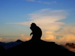 Siluet Monyet Rinjani