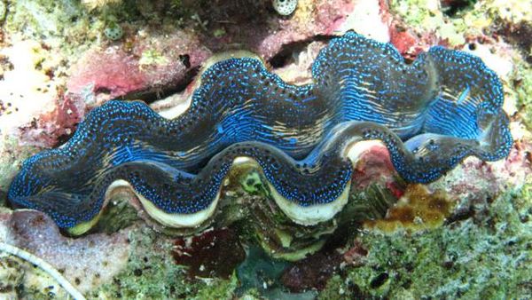 Snorkeling Sekitar Pulau Bunaken