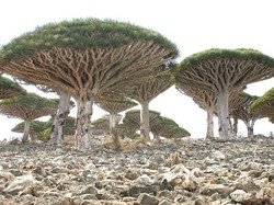 Socotra, Pulau dengan Ratusan Tanaman Unik