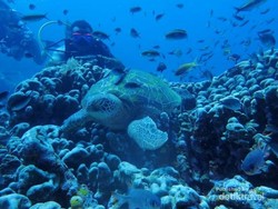 Spot-spot Snorkeling Cakep di Raja Ampat