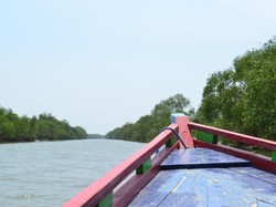 Ssst, Ada Tempat Wisata Hutan Bakau di Surabaya