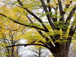 Suasana Romantis Jepang di Musim Gugur