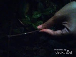 Sudah Tahu? Ada Jamur Bercahaya di Gunung Halimun