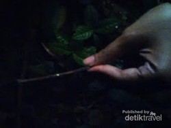 Sudah Tahu? Ada Jamur Bercahaya di Gunung Halimun