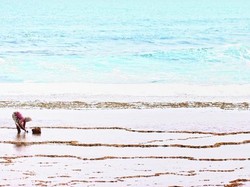 Suket Paris, Sisi Lain Kehidupan di Pantai Nguyahan