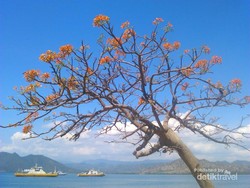 Sumbawa, Surga Hijau di Timur Indonesia