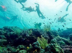Surga Bawah Laut Halmahera Selatan