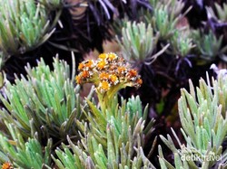 Surga Bertabur Bunga Edelweiss di Suryakencana