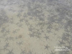 Surganya Bintang Laut Sibolga Ada di Sini?