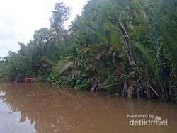 Susur Sungai Sampai Lihat Buaya di Muara Sebuhur, Kalsel