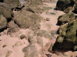 Tak Bisa Berkata-kata di Pantai Pink Komodo