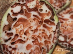 Tak Cuma Papua, Aceh Juga Punya Tumbuhan Sarang Semut!