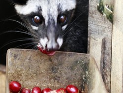 Tak Hanya Susu, Pengalengan Juga Punya Kopi Luwak
