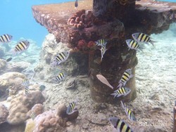 Tak Hanya Wisata, Kep Seribu Juga Punya Konservasi Alam