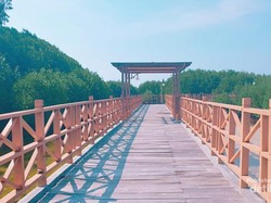 Tak Jauh dari Jakarta, Ini Pulau Kecil & Hutan Mangrove Eksotis