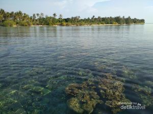 Tak Perlu Snorkeling untuk Lihat Terumbu Karang di Karimunjawa