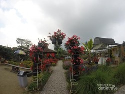 Taman Bunga Begonia, Tempat Romantis di Lembang