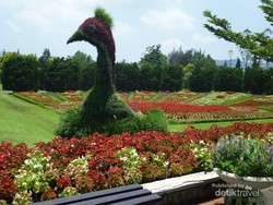 Taman Bunga Nusantara di Jawa Barat Seperti di Eropa