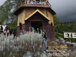 Taman Edelweis yang Tidak Biasa di Bali