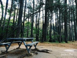 Taman Hutan Raya Juanda, Bandung yang Instagram-able