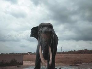 Taman Nasional Waykambas Rumah Gajah di Lampung