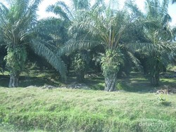 Tangkahan, Sisi Liar Sumatera Utara