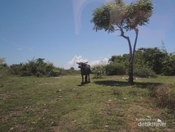 Tebing Pantai di Australia? Bukan, Ini di Indonesia