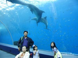 Tempat Membelai Paus di Jepang