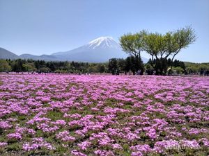 Tenggelam di Hamparan Bunga Shibazakura di Jepang