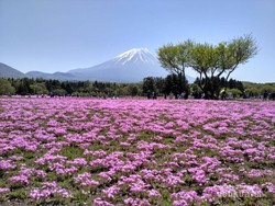 Tenggelam di Hamparan Bunga Shibazakura di Jepang