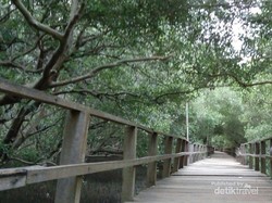 Ternyata Demak Punya Hutan Mangrove Secantik Ini