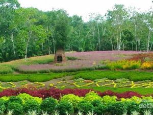 Terpana Merangin Garden yang Penuh Warna
